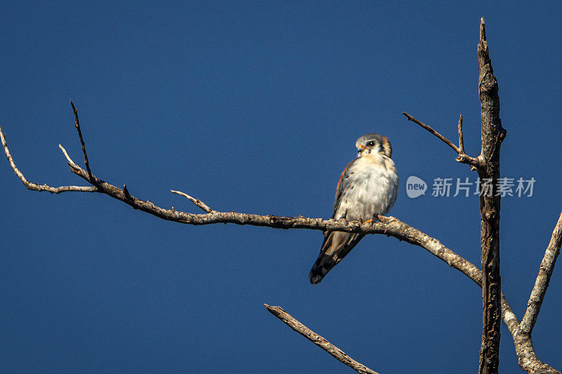 美国红隼，(Falco sparverius)， Cernícalo，美国红隼。